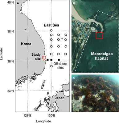 Factors governing seawater carbonate dynamics in a macroalgal habitat